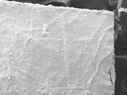 Struktura papierowego kompozytu z celulozy bakteryjnej i włókien sosny